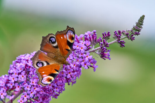 European Peacock (Aglais io) Butterfly Feeding on Purple Buddleia Flower