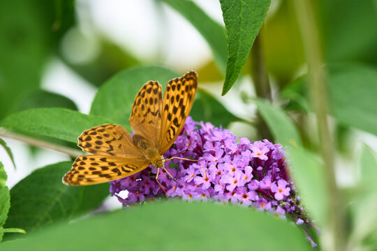 Silver-washed Fritillary (Argynnis paphia) butterfly Feeding on Purple Buddleia Flower with Soft Green Background