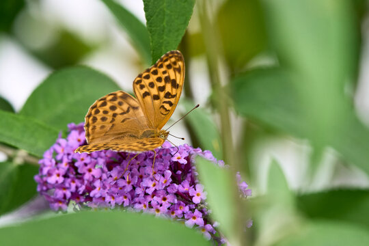  Silver-washed Fritillary (Argynnis paphia) butterfly Feeding on Purple Buddleia Flower with Soft Green Background