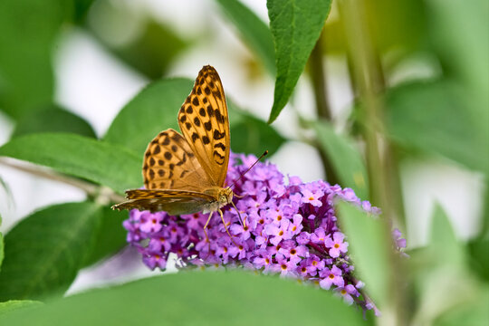  Silver-washed Fritillary (Argynnis paphia) butterfly Feeding on Purple Buddleia Flower with Soft Green Background