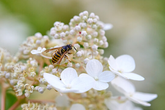Common Wasp (Vespula vulgaris) on White Hydrangea Flower in Summer Garden