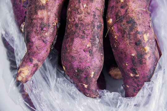 purple raw organic sweet potato, root vegetable food, studio shot, artificial light, plastic transparent container, isolated on white background, selective focus, shallow depth of field, Cairo Egypt