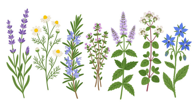 Herbal plant collection: Lavender, chamomile, rosemary, thyme, mint, oregano, borage