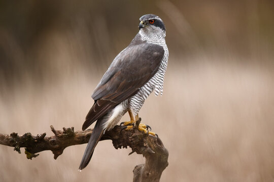 Female goshawk perched on branch with soft background