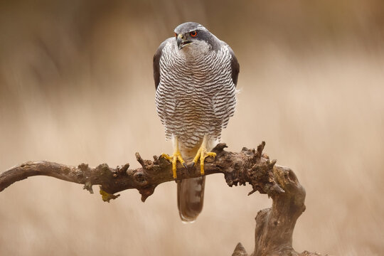 Female goshawk perched on branch with soft bokeh background