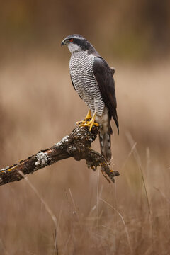 Female goshawk perched on branch in quiet grassland