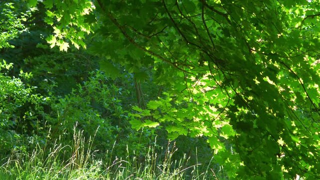 Dappled sunlight shining through lush green maple leaves in a peaceful summer forest