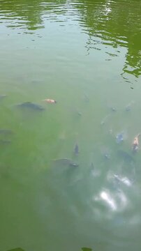 a group of goldfish and tilapia in a freshwater pond