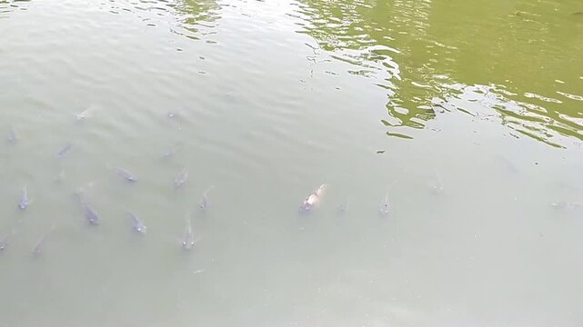 a group of goldfish and tilapia in a freshwater pond