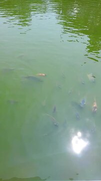 a group of goldfish and tilapia in a freshwater pond