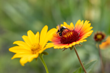 Bees collecting nectar from flowers in a garden during the daytime in spring © cooperr