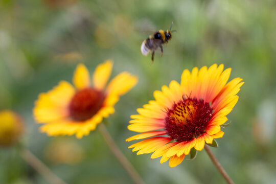 Flowers bloom in a garden while a bee flies nearby in broad daylight