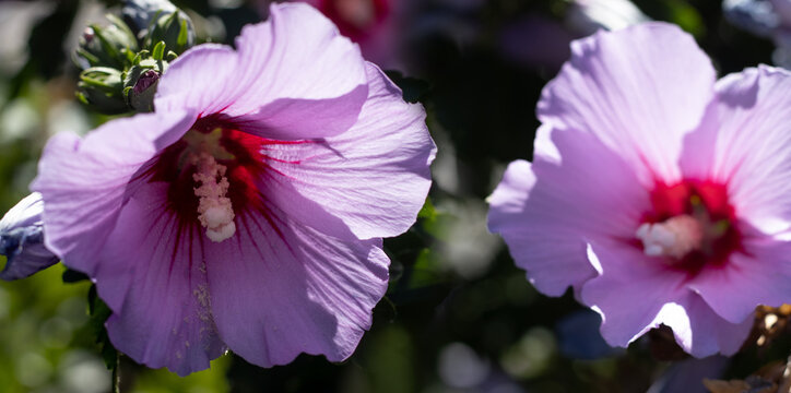 Hibiscus flowers bloom in a garden during sunny weather