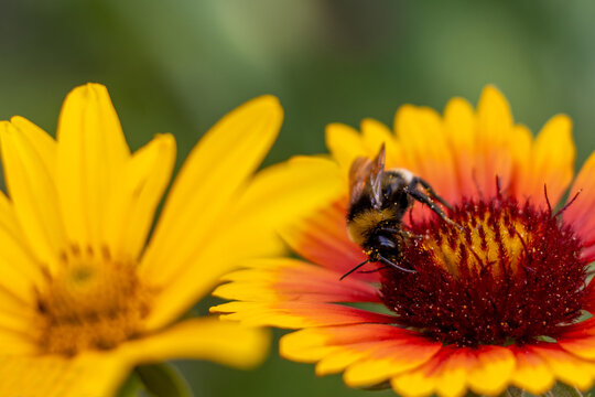 Bee collects nectar from a colorful flower in a garden during daylight hours