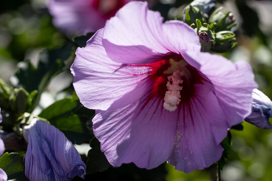 Hibiscus flower blooming in a garden during the daytime with soft sunlight shining through the petals