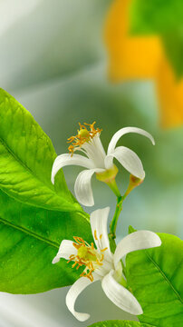 Close view of white flowers with yellow stamen on green leaves in a garden during springtime
