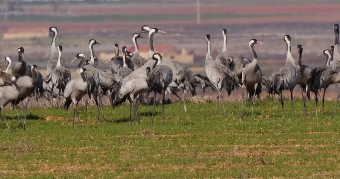 Grupo de grullas comunes en los campos de Gallocanta