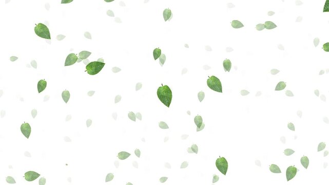 green leaves on white background