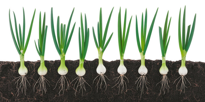 Young spring onions growing in a row in fertile black soil showing roots and bulbs