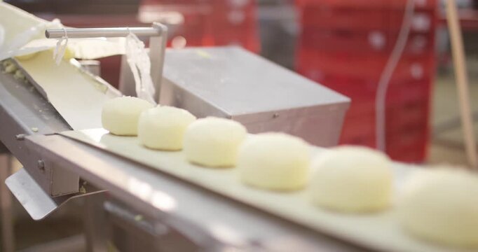 Pale round food portions moving along a conveyor belt in a plant