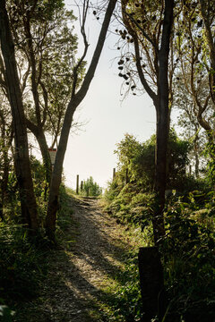 Sunlit forest trail leading uphill through quiet trees
