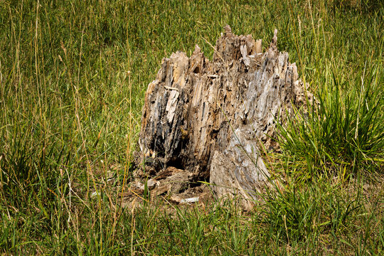 Weathered tree stump in summer meadow