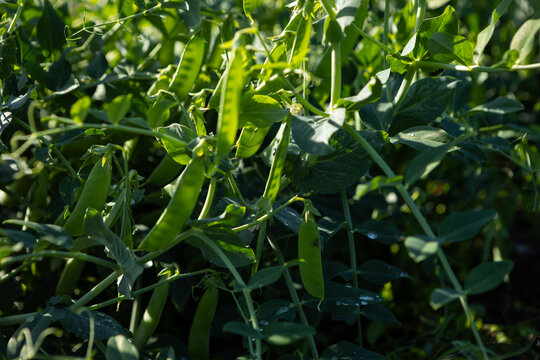 Homegrown food green peas close up plants in organic vegetables garden