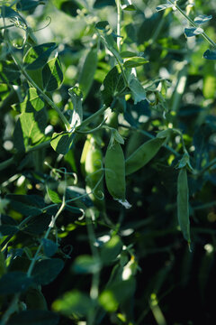 Green peas in organic vegetables garden growing agriculture concept