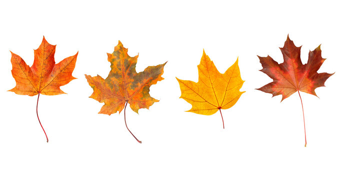 Collection of autumn leaves isolated on transparent or white background, png
