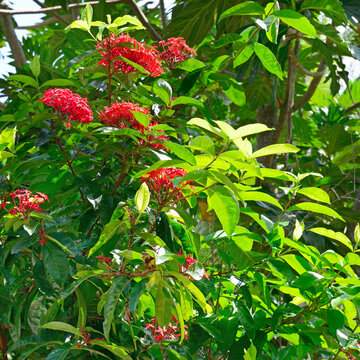 Cluster of Scarlet Jungle Geranium Blossoms on Bush in Dense Forest Environment