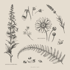 Vintage botanical hand drawn wild flowers and plants line art illustration set © joy