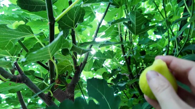 Fig trees growing in a greenhouse with ripening fruits, healthy home cultivation of Ficus carica showing productive harvest and subtropical fruit production