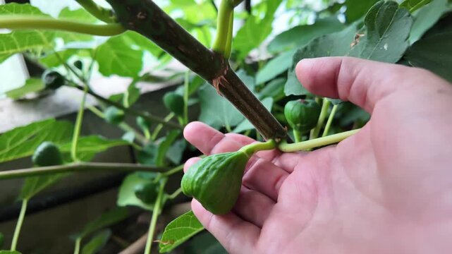 Fig trees growing in a greenhouse with ripening fruits, healthy home cultivation of Ficus carica showing productive harvest and subtropical fruit production