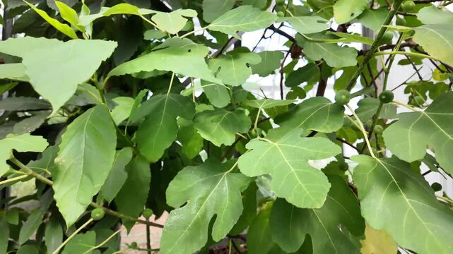 Fig trees growing in a greenhouse with ripening fruits, healthy home cultivation of Ficus carica showing productive harvest and subtropical fruit production