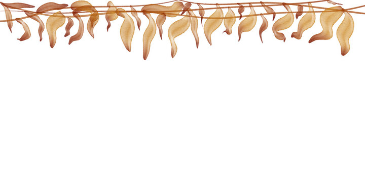 Watercolor painting of a brown eucalyptus branch with round leaves for wedding invitations and botanical floral design
