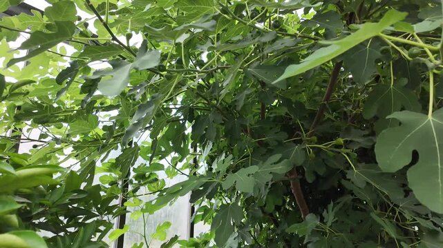 Fig trees growing in a greenhouse with ripening fruits, healthy home cultivation of Ficus carica showing productive harvest and subtropical fruit production