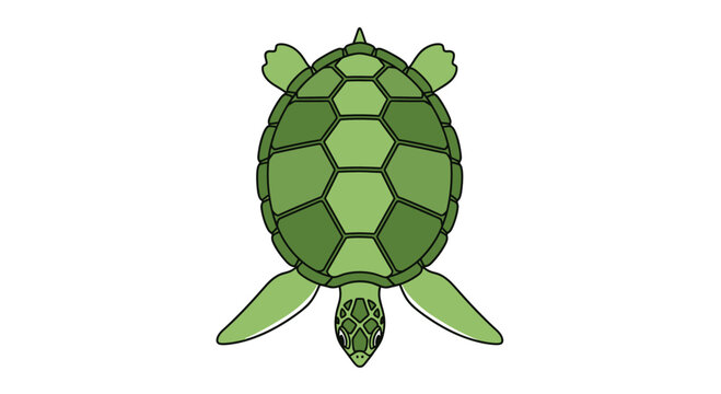 Green sea turtle from above on white background