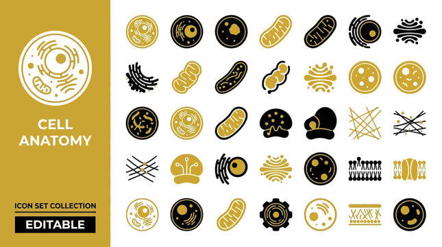 Cell anatomy icon set showing mitochondria nucleus and organelles