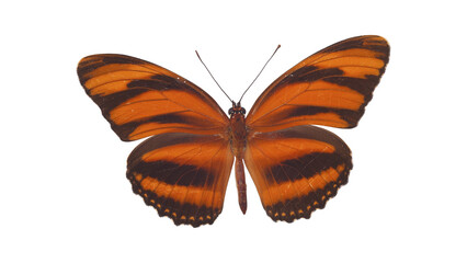 Banded Orange Heliconian Butterfly Isolated on White Background © Mr. Sany