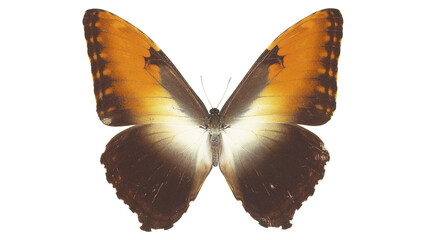Orange and Brown Butterfly Isolated on White Background © Mr. Sany