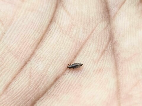 Macro photo of a tiny black thrips insect crawling on the textured skin of a human palm surface