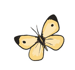 Pale cream yellow with a black wingtip block and single eye-spot Butterfly Illustration Isolated on White Background © This is Art