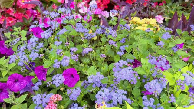 Colorful Summer Flowers in Bloom