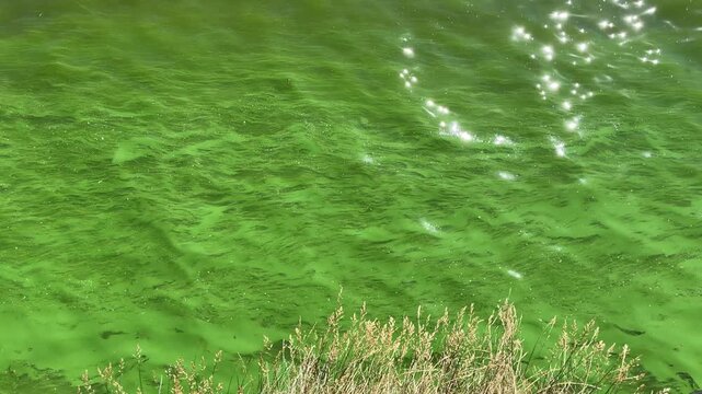 Eutrophication green algal blooms in the river water with dry grass on the riverbank.