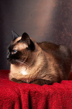Siamese cat lying on red blanket studio portrait warm lighting elegant
