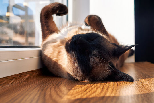 Mekong bobtail cat lying on back in sunlight relaxed indoor scene