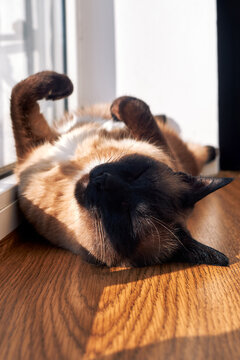 Mekong bobtail cat lying on back in sunlight relaxed indoor scene