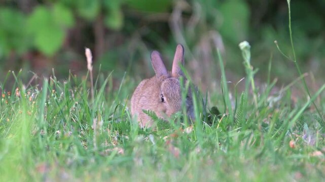 Young European Rabbit (Oryctolagus cuniculus) grazing on a garden lawn. July, Kent, UK [Slow motion x4]