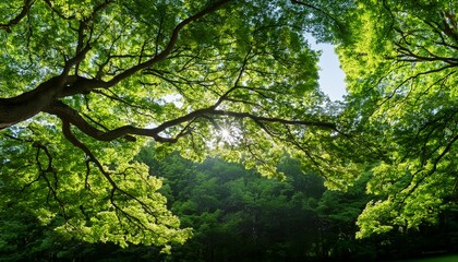 Fototapeta premium Lush Foliage Of A Vibrant Green Tree With Sunlight Filtering Through The Leaves Creating A Natural Canopy