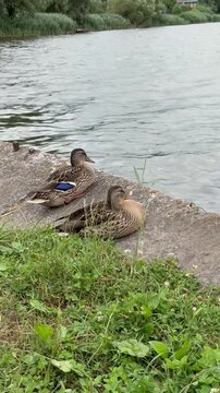 Duck Family Resting on Grassy River Bank Near Waterfront